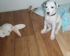 Dalmatin štěňata Brno