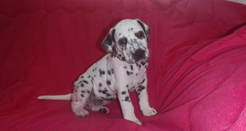 Dalmatin štěňata Brno