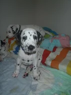 Dalmatin štěňata Brno