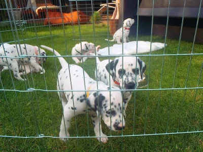 Dalmatin štěňata Brno