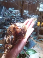 ACHATINA RETICULATA