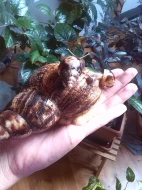 ACHATINA RETICULATA