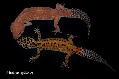 gekončíci noční - barevné formy