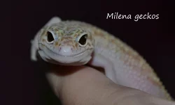 gekončíci noční - barevné formy