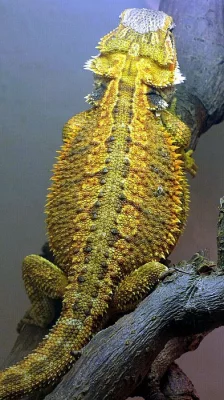 AGAMA VOUSATA barevna mladata od chovatele