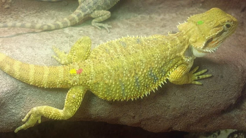 AGAMA VOUSATA barevna mladata od chovatele