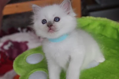 Ragdoll koťátka s PP