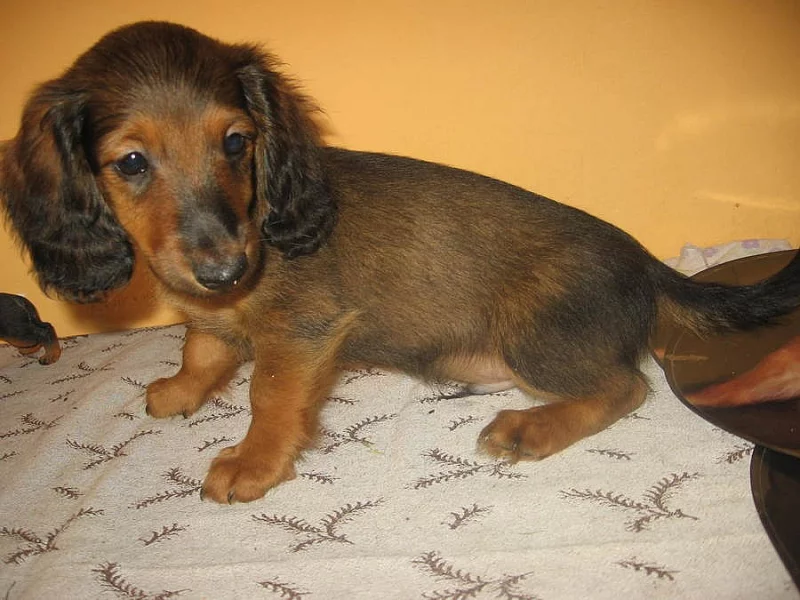 jezevčík dlouhosrstý standard červený