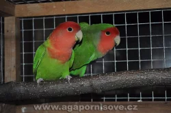 koupím samici agapornise