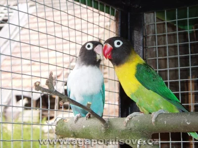 koupím samici agapornise