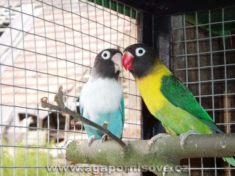 koupím samici agapornise