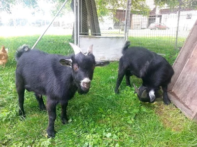 Prodám dva kamerunské kozly nebo vyměním