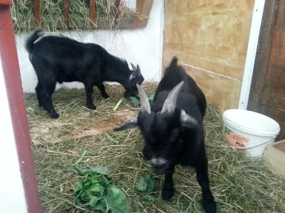Prodám dva kamerunské kozly nebo vyměním