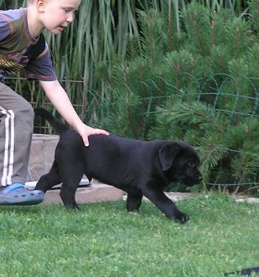 labradorský retrívr