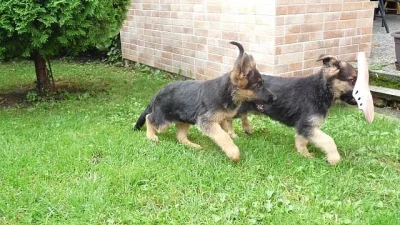 Štěňátka Německého ovčáka