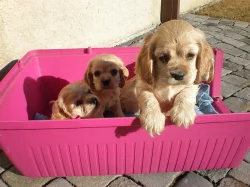 Americký kokršpaněl