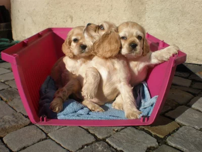 Americký kokršpaněl