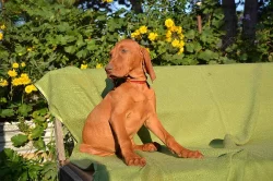 CHS ponúka šteniatka maďarskej vizsly s PP