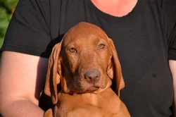 CHS ponúka šteniatka maďarskej vizsly s PP