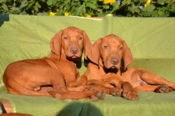 CHS ponúka šteniatka maďarskej vizsly s PP