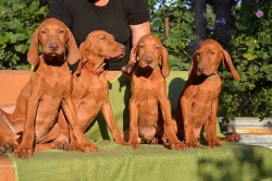 CHS ponúka šteniatka maďarskej vizsly s PP