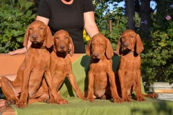 CHS ponúka šteniatka maďarskej vizsly s PP