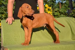 CHS ponúka šteniatka maďarskej vizsly s PP