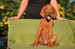 CHS ponúka šteniatka maďarskej vizsly s PP