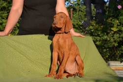 CHS ponúka šteniatka maďarskej vizsly s PP