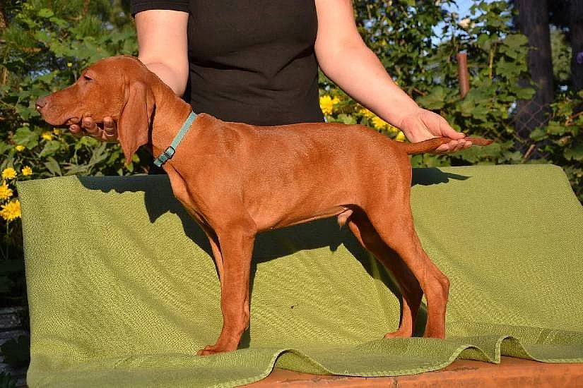 CHS ponúka šteniatka maďarskej vizsly s PP