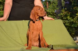 CHS ponúka šteniatka maďarskej vizsly s PP