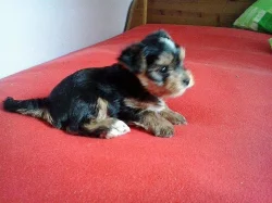 Překrásná štěnátka Yokšírků