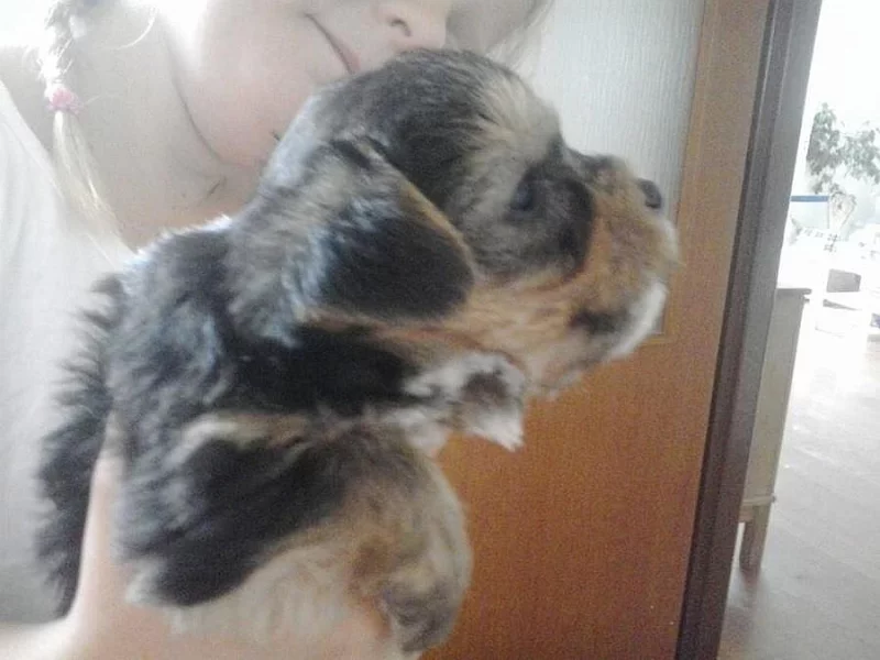 Překrásná štěnátka Yokšírků