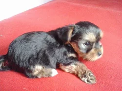 Překrásná štěnátka Yokšírků