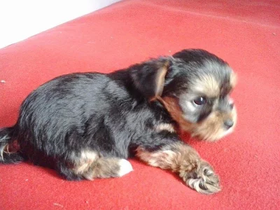 Překrásná štěnátka Yokšírků