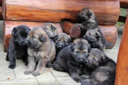 Štěnata německého ovčáka s PP