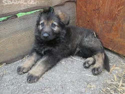 Štěnata německého ovčáka s PP