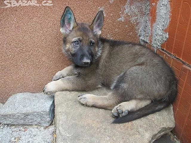 Štěnata německého ovčáka s PP