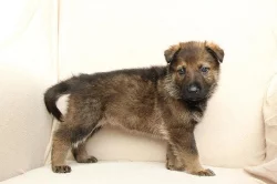 Štěnata německého ovčáka s PP