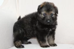 Štěnata německého ovčáka s PP