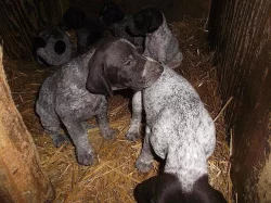 Štěňata německý krátkosrstý ohař