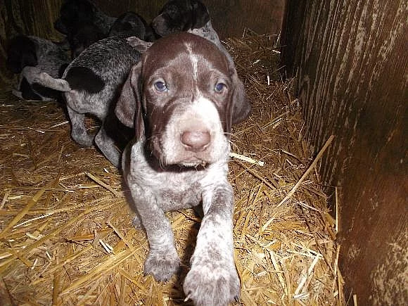 Štěňata německý krátkosrstý ohař