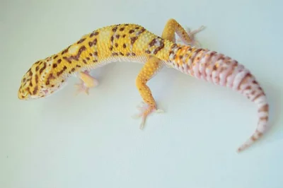 Gekončík noční - barevné formy