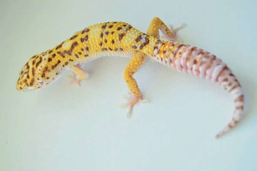 Gekončík noční - barevné formy