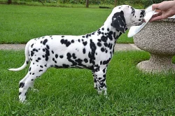 Dalmatin štěně