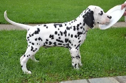 Dalmatin štěně