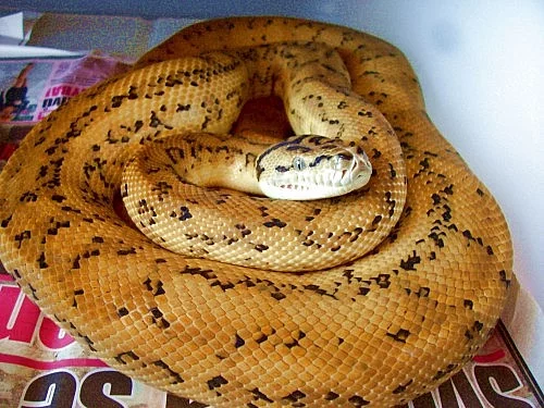 Morelia spilota ssp., caramel jaguar