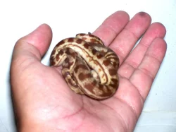Morelia spilota ssp., caramel jaguar
