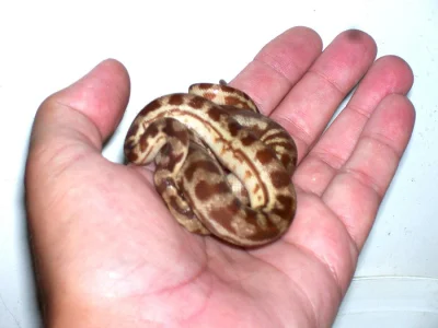 Morelia spilota ssp., caramel jaguar