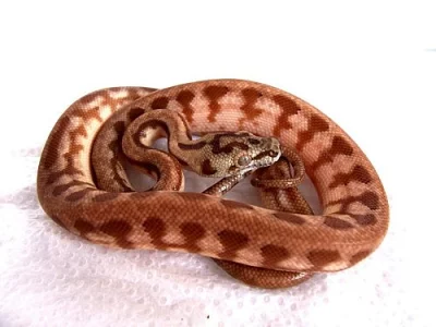 Morelia spilota ssp., caramel jaguar